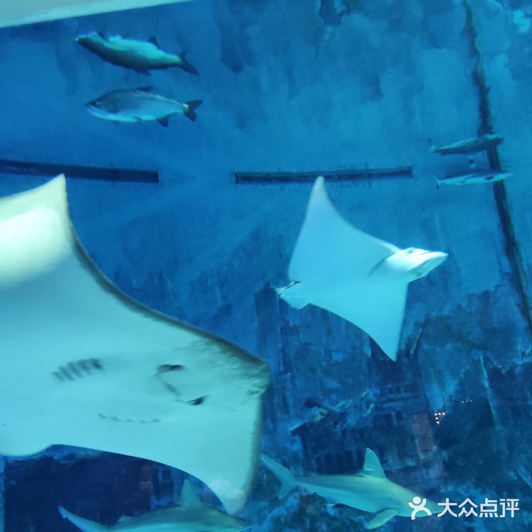 北京海洋馆暑期攻略