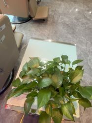 -碧莲盛·不剃发植发