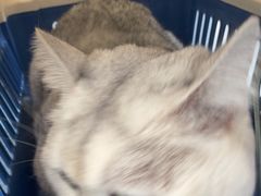 -宠颐生宠物医院外科·内科·皮肤科·影像科(石龙店)