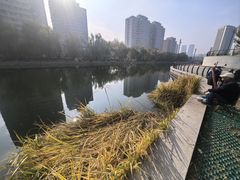 -三里屯东五街银杏大道