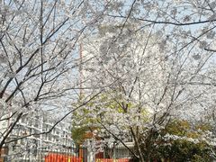 -高东镇樱花园
