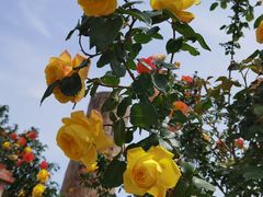 -国家植物园南园