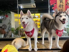 -Husky Go! 哈士奇体验馆·宠物咖啡厅狗咖