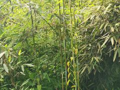 -西湖风景区-江洋畈生态公园