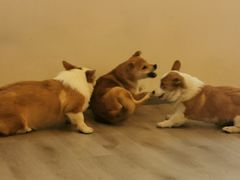 -浣熊柯尔鸭土拨鼠·电玩咖