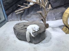 -海合安青岛极地海洋公园