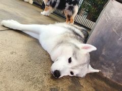 -TrueLove @ Neverland (Husky Cafe)