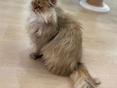 -1013 PET SHOP 宠物商店(近铁城市广场店)