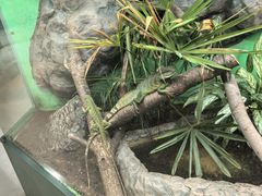 -上海大自然野生昆虫馆(东方明珠·爬宠昆虫探索中心)