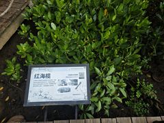 -东寨港红树林旅游区