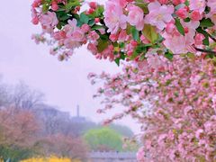 -海棠花溪(元大都城垣遗址公园)