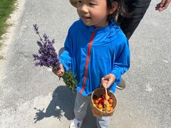 -上海菊园樱桃研究所