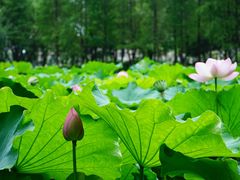 -陈家山荷花公园