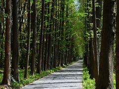 -上海滨江森林公园