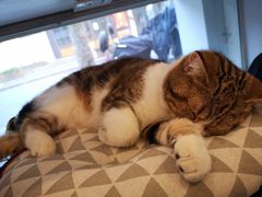 -倦勤咖啡(中山南路店)