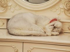 -共舞时光猫咖·狗咖(新街口店)