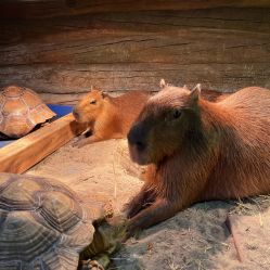 -Zoolung Zoolung动物主题公园(海信广场店)