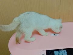 -瑞派康怡24h宠物医院·犬猫医疗中心·微创绝育(瑞景分院)