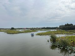 -白洋淀景区