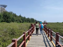 -北海金海湾红树林生态旅游区