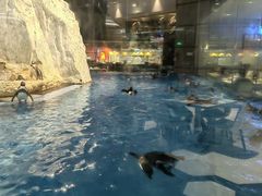 -帝企鹅自助餐厅•儿童岛•真企鹅(长隆企鹅酒店)