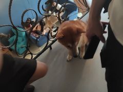 -喜柴咖啡·柴犬狗咖