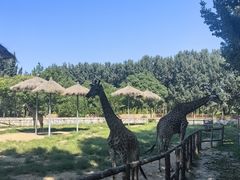 -北京野生动物园