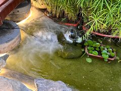 -蘇河湾·新鲁菜·泰山宴(泰山店)