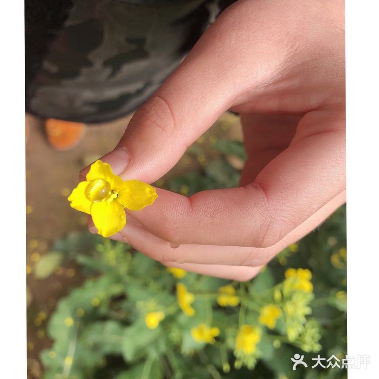 油菜花盛开地