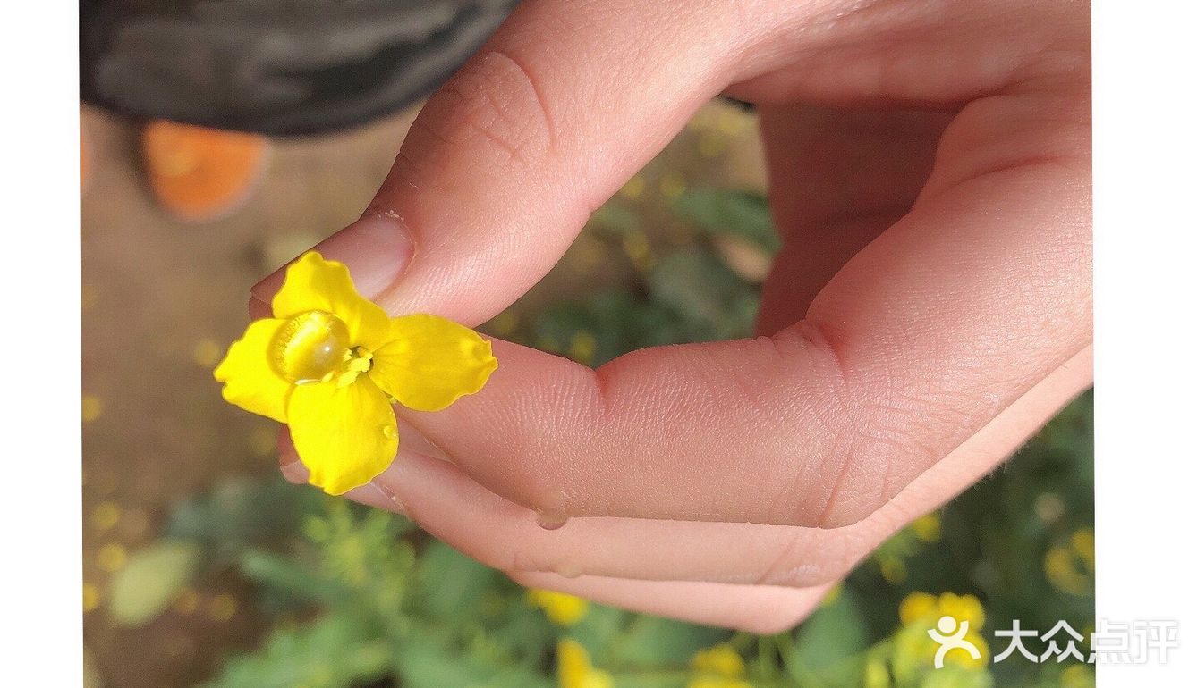 油菜花盛开地