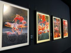 -罗红摄影艺术馆