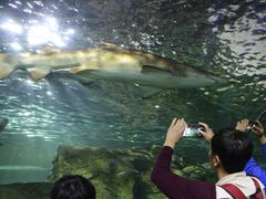-悉尼海洋生物水族馆