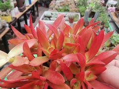 -秦美花卉(天朗·莱茵小城2期店)