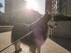 -瑞派·关忠动物医院·异宠专科·犬猫肿瘤·皮肤专科(望京店)