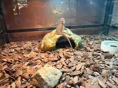 -帕帕拉兹宠物(亚洲旗舰店)