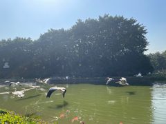 -广州长隆飞鸟乐园