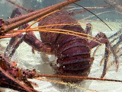 -沙田台山海鲜·酣客酒窖