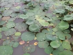 -桐乡植物园