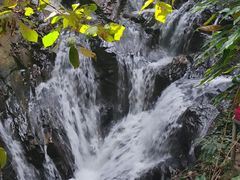 -莫里热带雨林景区