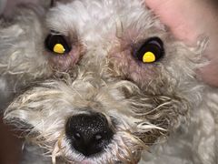 -芭比堂宠物医院·全科爱猫医院·仁德分院
