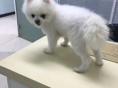-全心全意连锁动物医院(加州店)