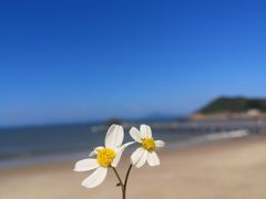 -汕尾风车岛
