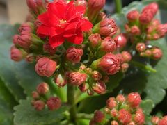 -金陵花卉交易市场