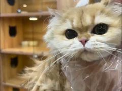 -猫十亿·布偶金渐层·曼基康矮脚猫舍(青年路店)