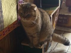 -壹六猫窝(谷德店)