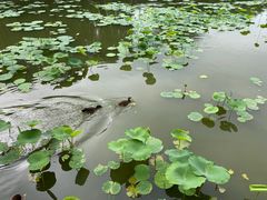 -护国寺小吃(安定门店)