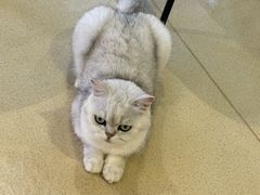 -藏猫猫咖啡主题馆(中央大道店)