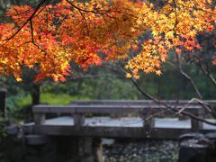 -秋霞圃