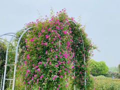 -贡湖湾湿地公园