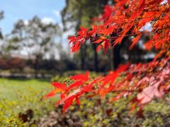 -上海共青森林公园